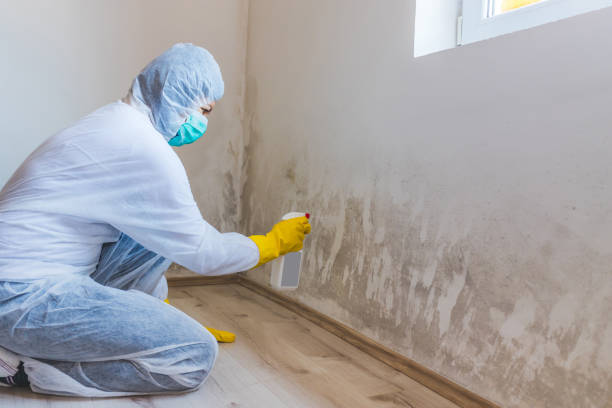 Licensed Mold Testing service in Doylestown, PA - WQB Mold Removal