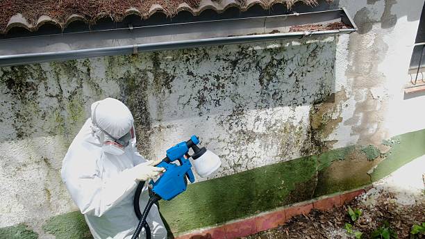 Top rated local Mold Testing specialists in Doylestown, PA